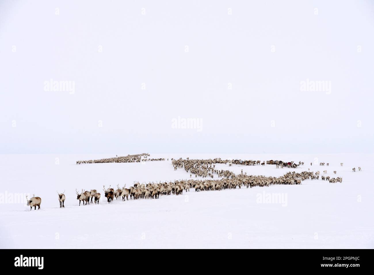 Nenets shepherds travelling on a sledge pulled by Reindeer (Rangifer tarandus) in the tundra, Yar-Sale district, Yamal, Northwest Siberia, Russia Stock Photo