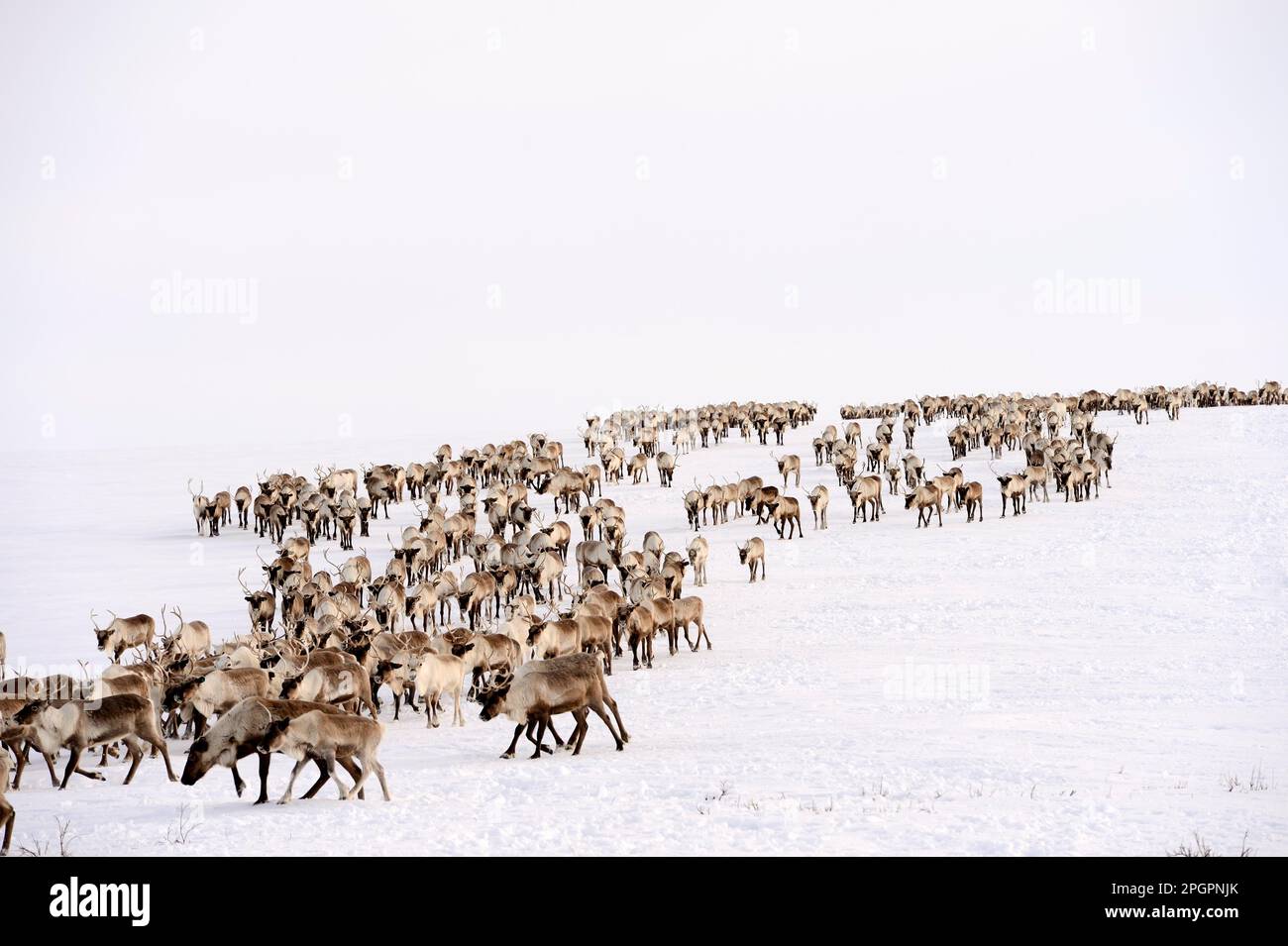 Reindeer (Rangifer tarandus) herd during spring migration, Yar-Sale district, Yamal, Northwest Siberia, Russia Stock Photo