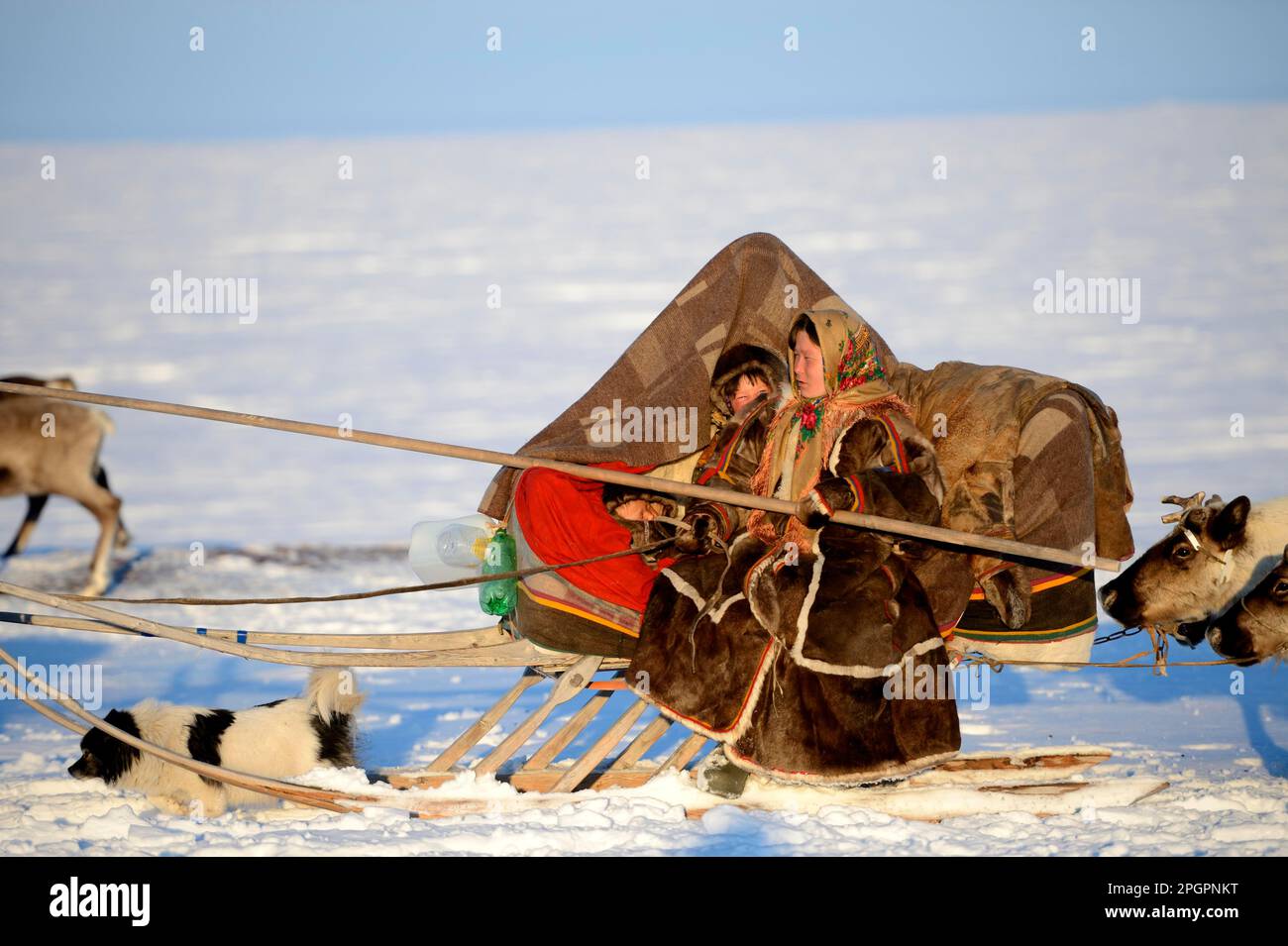 Nenets shepherdess driving a train of reindeer (Rangifer tarandus) sledges in the tundra with her dog. Her small children sit with her in the sledge Stock Photo