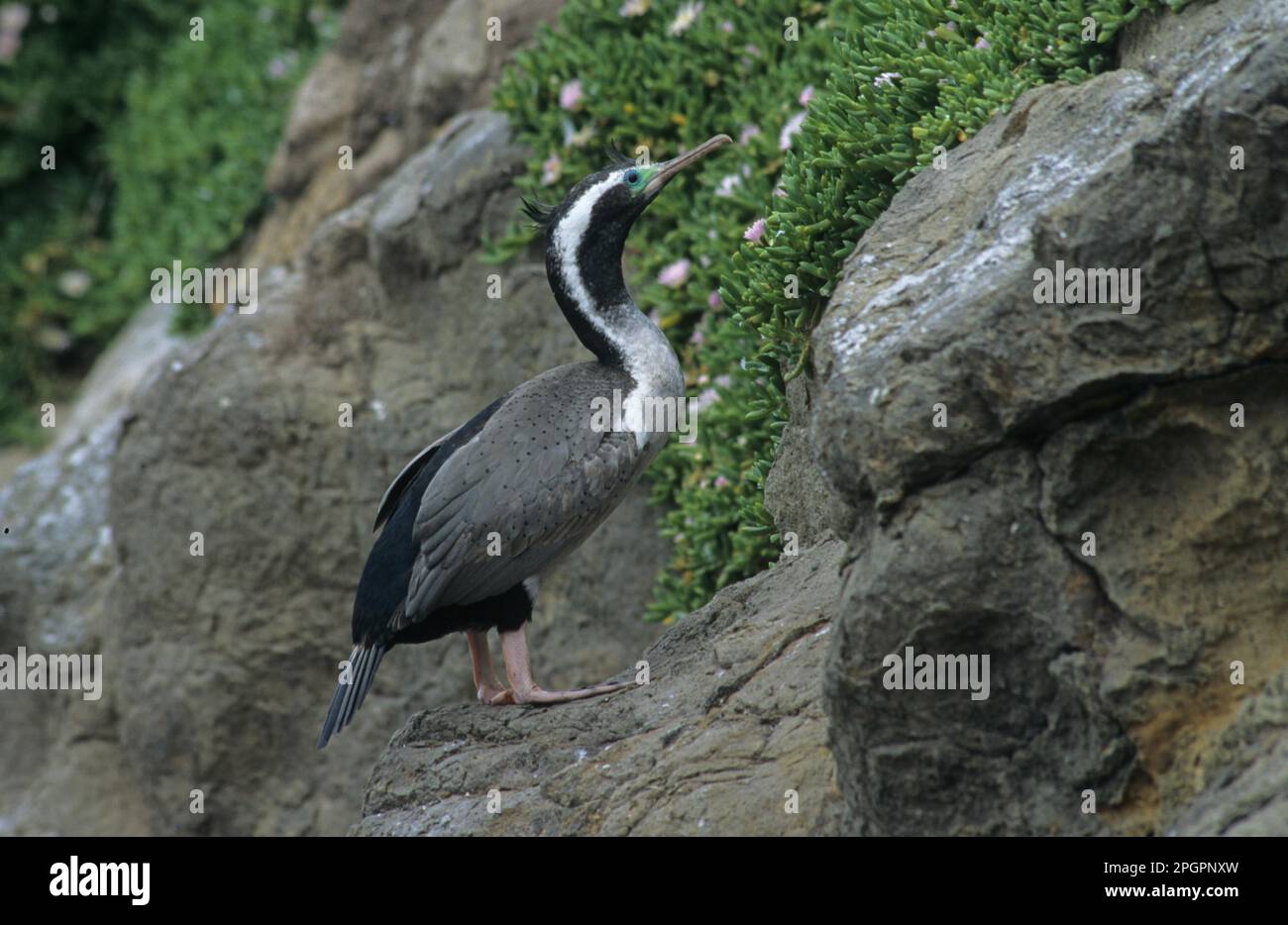 Spotted Cormorant (Stictocarbo punctatus) punctatus) Breeding Plumage, New Zealand Stock Photo