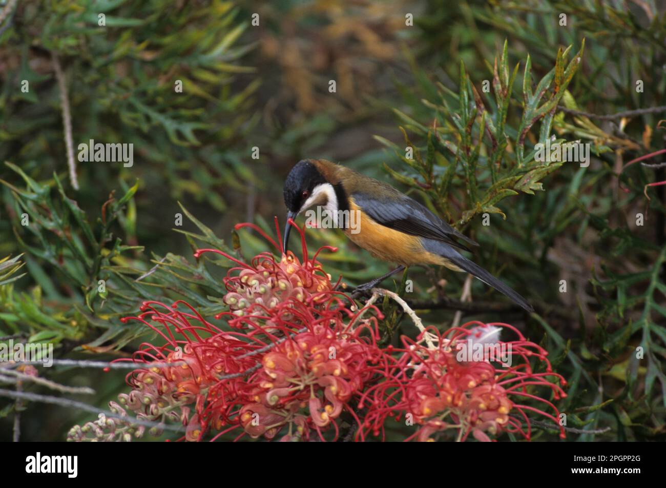 Eastern thornbill (Acanthorhynchus tenuirostris) feeds on red flowers on the bush, Australia Stock Photo