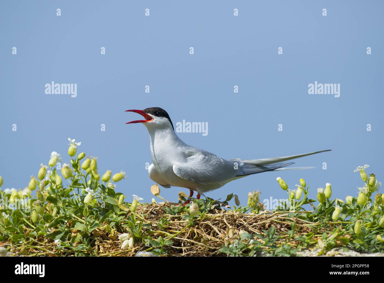 Arctic tern (Sterna paradisea) adult, calling, standing between flowering tern (Silene maritima), Northumberland, England, United Kingdom Stock Photo