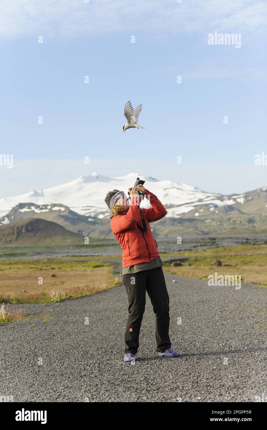 Arctic tern (Sterna paradisea) adult, breeding plumage, in flight, aggressive behaviour towards photographer at nesting site, Snaefellsnes peninsula Stock Photo