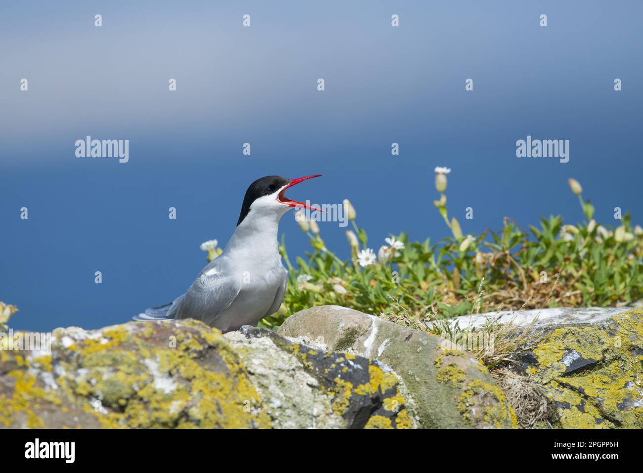 Arctic tern (Sterna paradisea) adult, calling, standing on lichen-covered wall with flowering tern (Silene maritima), Northumberland, England, United Stock Photo