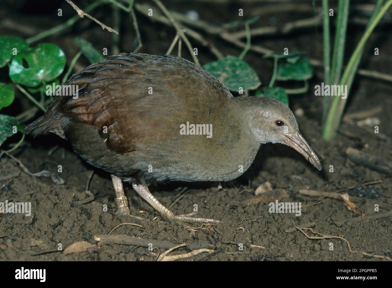 Lord lord howe woodhen (Tricholimnas sylvestris), Woodhen side view, endangered, Iceland Stock Photo