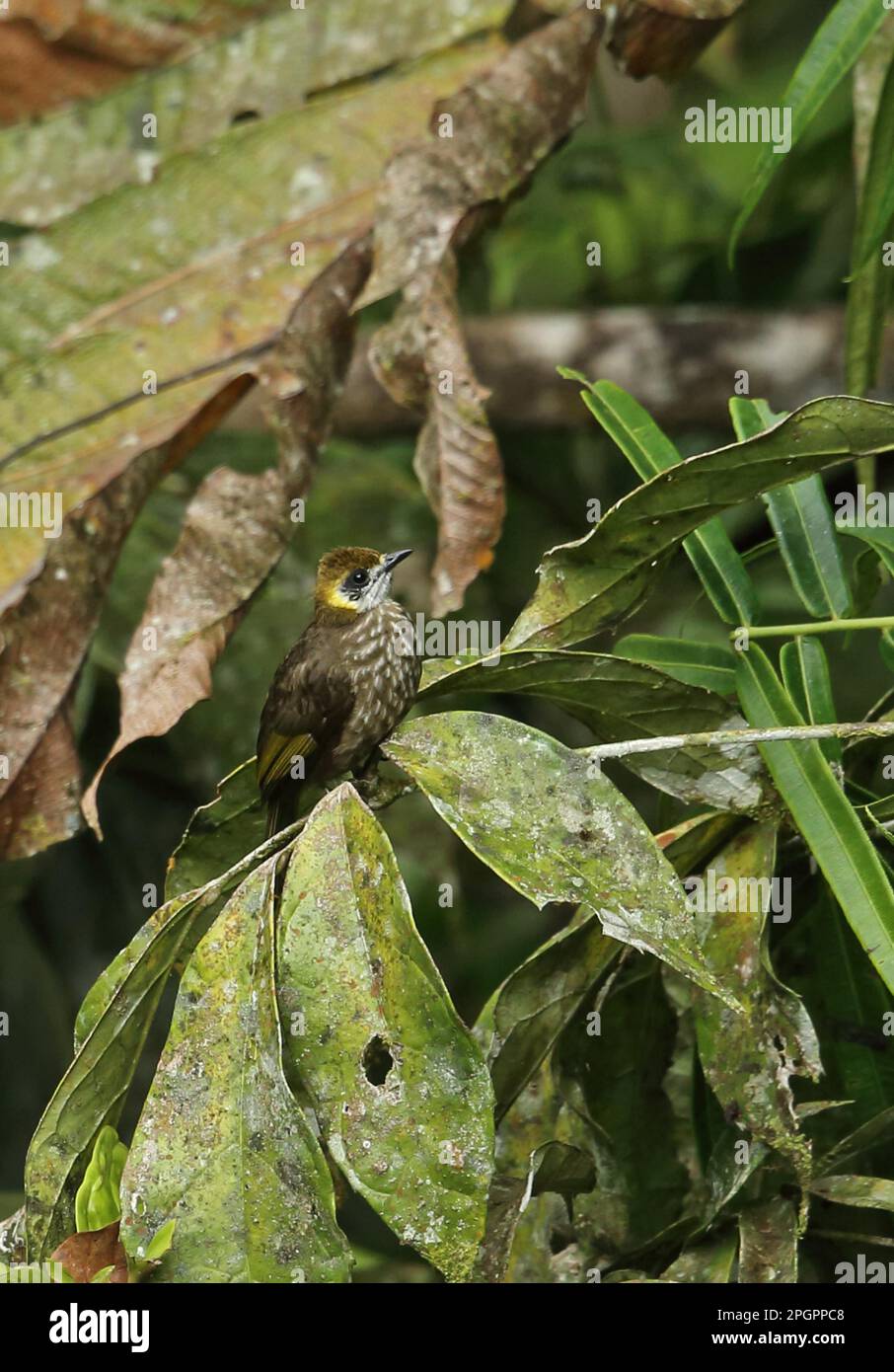 Spot-necked Bulbul (Pycnonotus tympanistrigus) adult, perched on twig, Kerinci Seblat N. P. Sumatra, Greater Sunda Islands, Indonesia Stock Photo