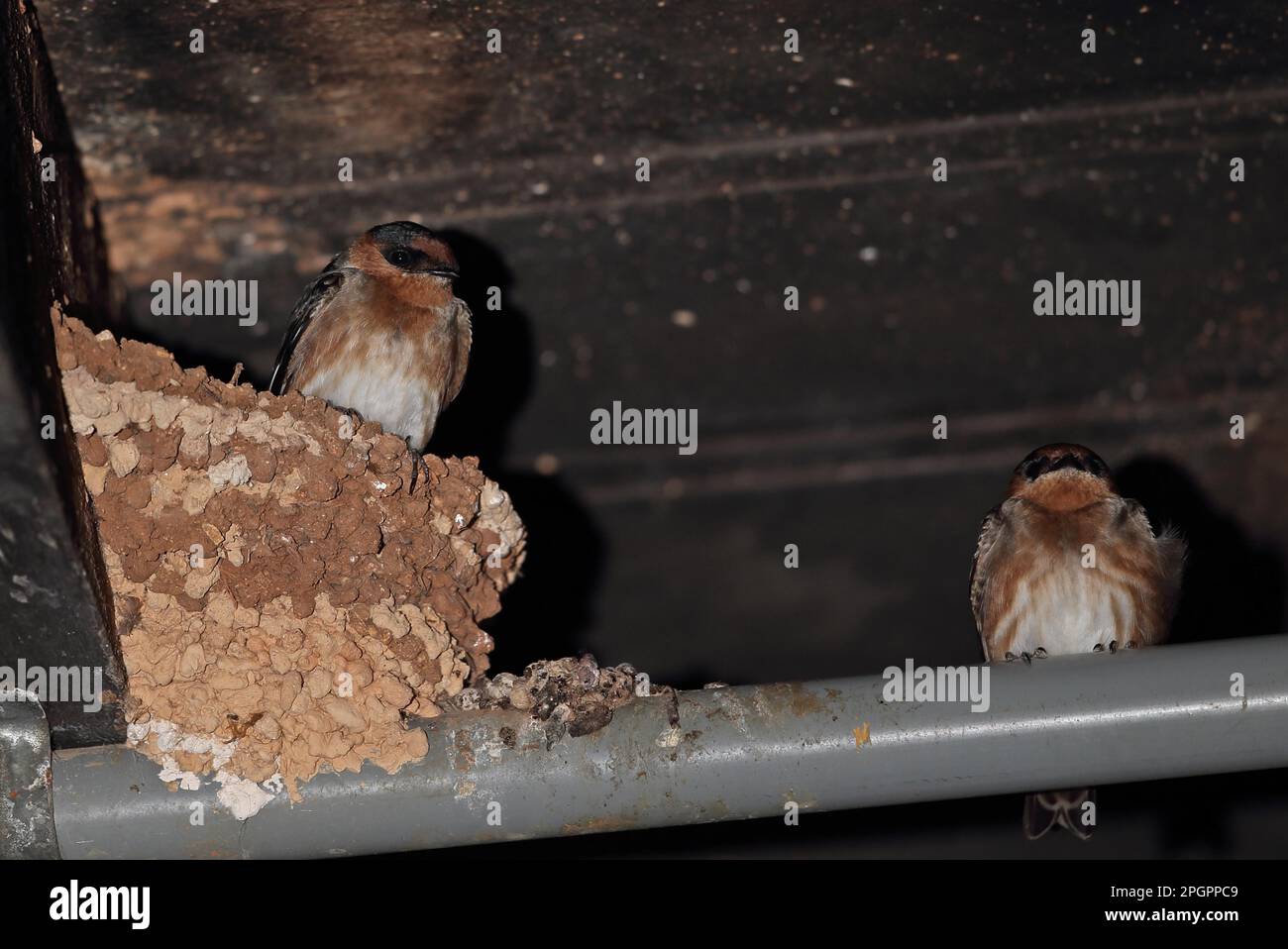 Cave swallow (Petrochelidon fulva poeciloma) two adults roosting in the nest in the basement brooder, Marshall's Pen, Jamaica Stock Photo