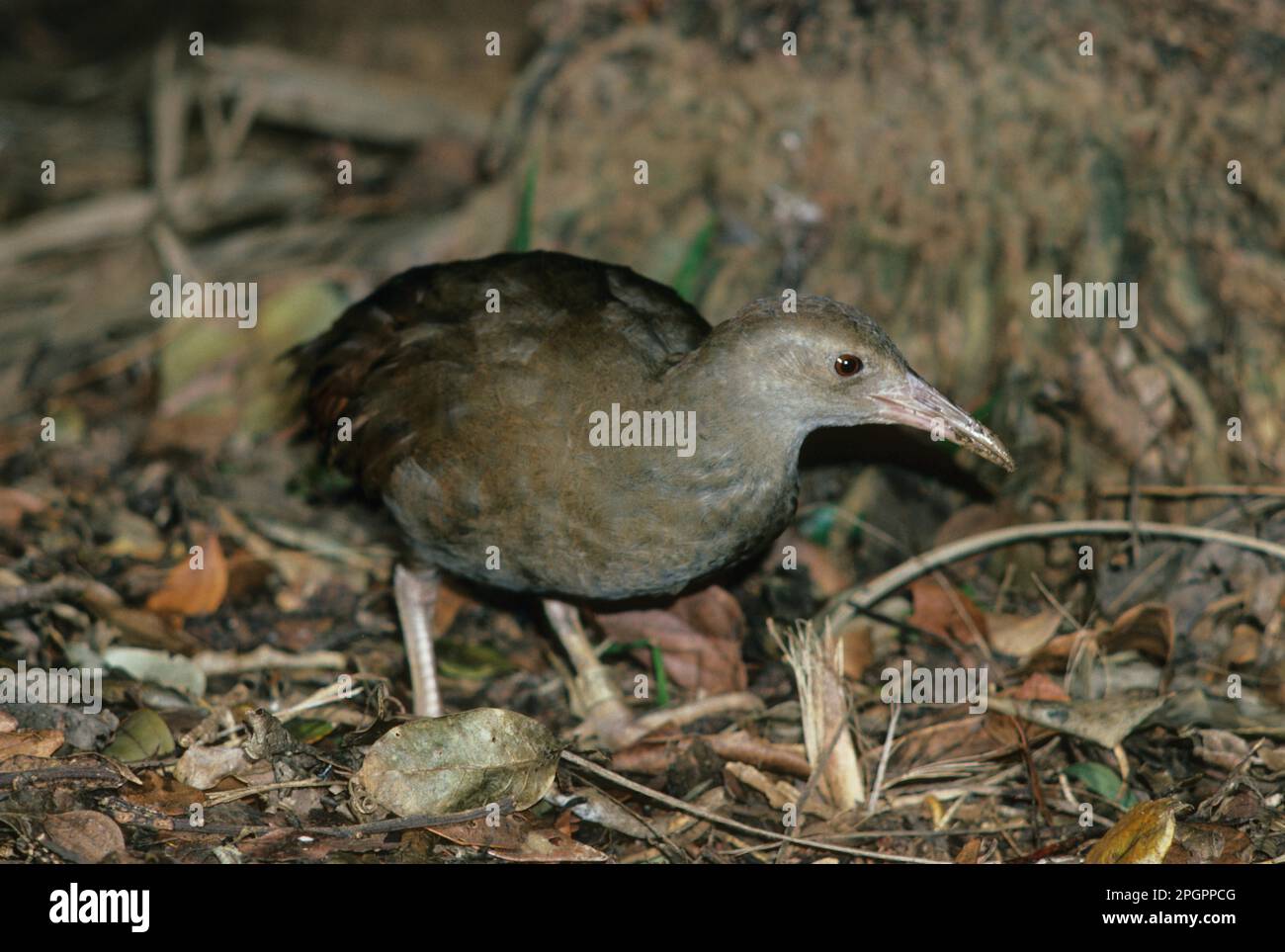 Lord Howe Island Chicken (Tricholimnas sylvestris) Very rare endangered species Stock Photo