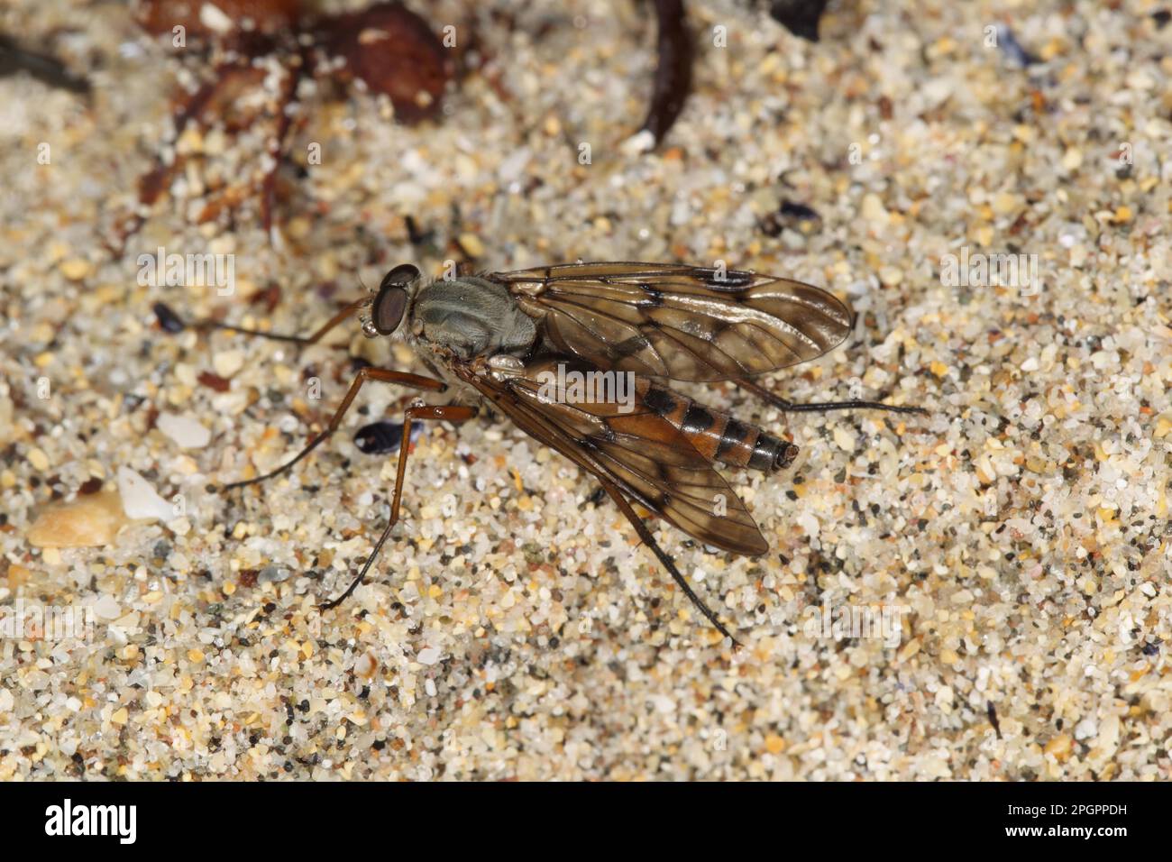Downlooker snipe flies (Rhagionidae), Other animals, Insects, Animals, Downlooker Snipefly adult, resting on beach, Isle Of Coll, Inner Hebrides Stock Photo