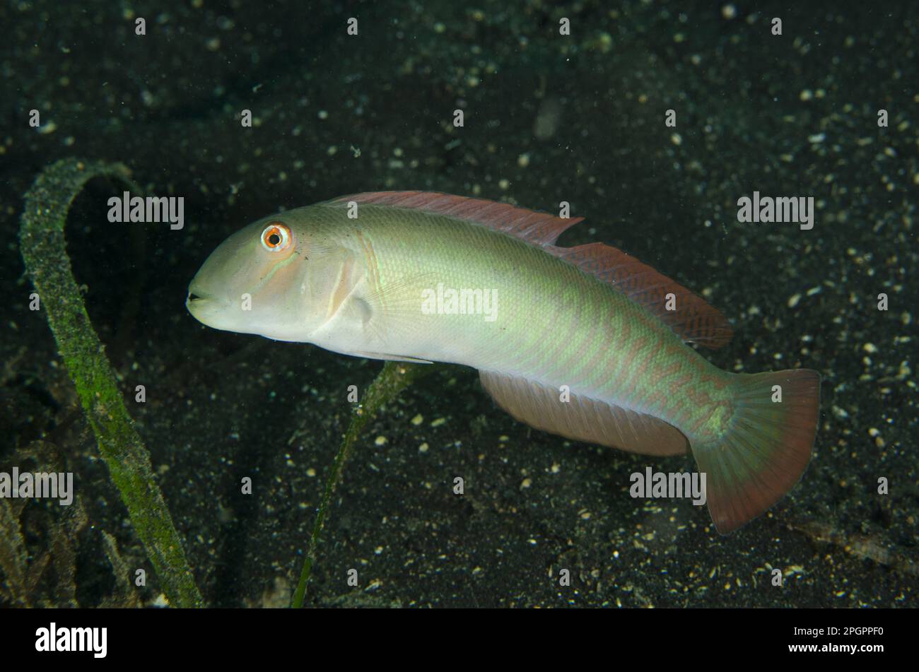 Razor Wrasse (Cymolutes torquatus) adult, swimming over black sand, Lembeh Straits, Sulawesi, Greater Sunda Islands, Indonesia Stock Photo