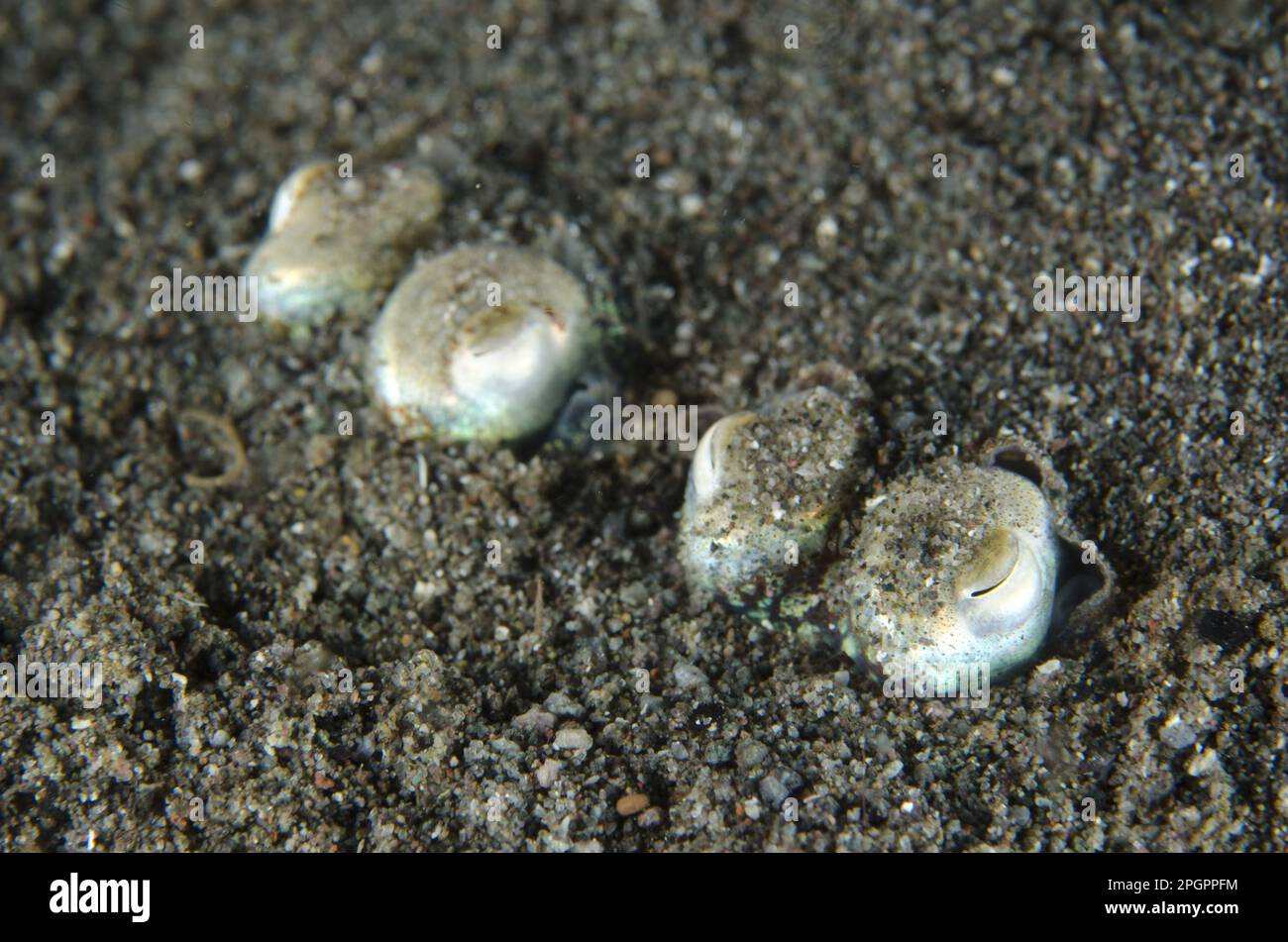 Bottletail sepia, Bottletail sepia, Squid, Cuttlefish, Other animals, Cephalopods, Animals, Molluscs, Tropical Bottletail Squid (Sepiadarium kochi) Stock Photo