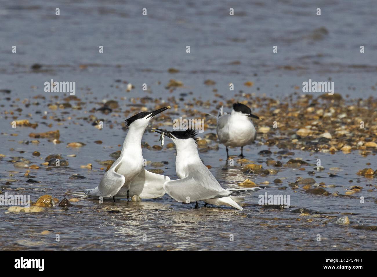 Courtship display of Sandwich Terns, with the male offering sand eel to