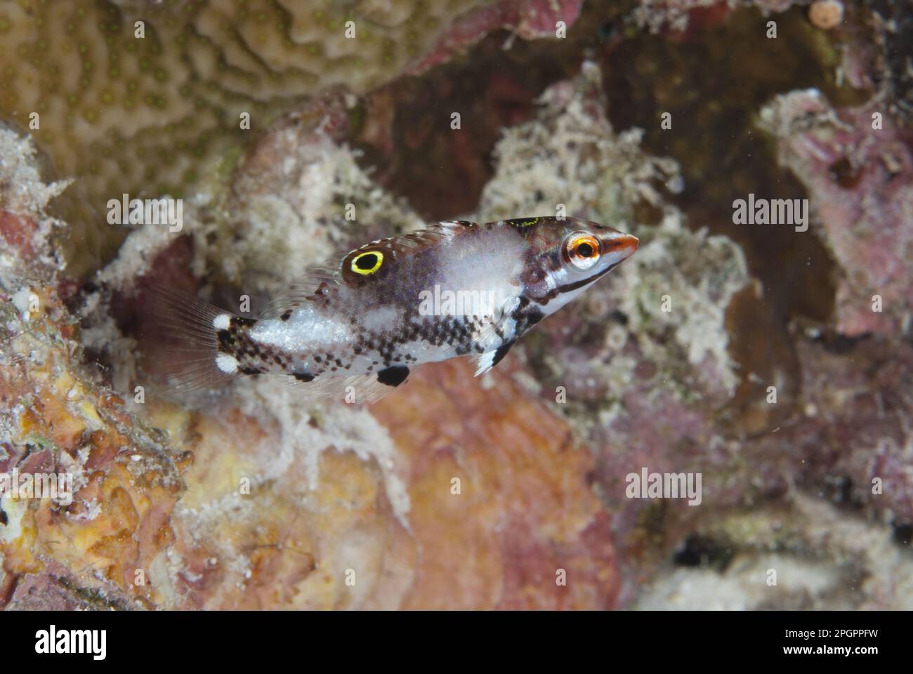 Maluku Islands, Sea, Indonesia, Checkerboard Wrasse (Halichoeres hortulanus), Other animals, Fish, Animals, Wrasse, Checkerboard checkerboard wrasse Stock Photo