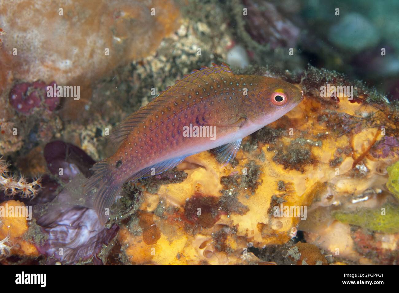 Ryukyu Fairy-wrasse (Cirrhilabrus ryukyuensis) adult, on coral reef, Lembeh Straits, Sulawesi, Sunda Islands, Indonesia Stock Photo