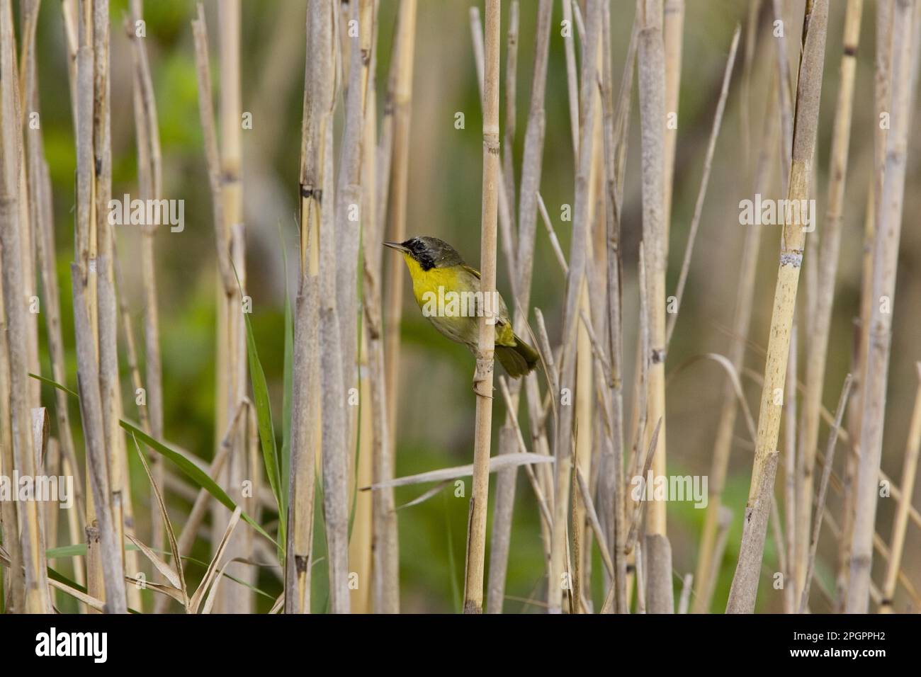 Common Yellowthroat (Geothlypis trichas) Stock Photo