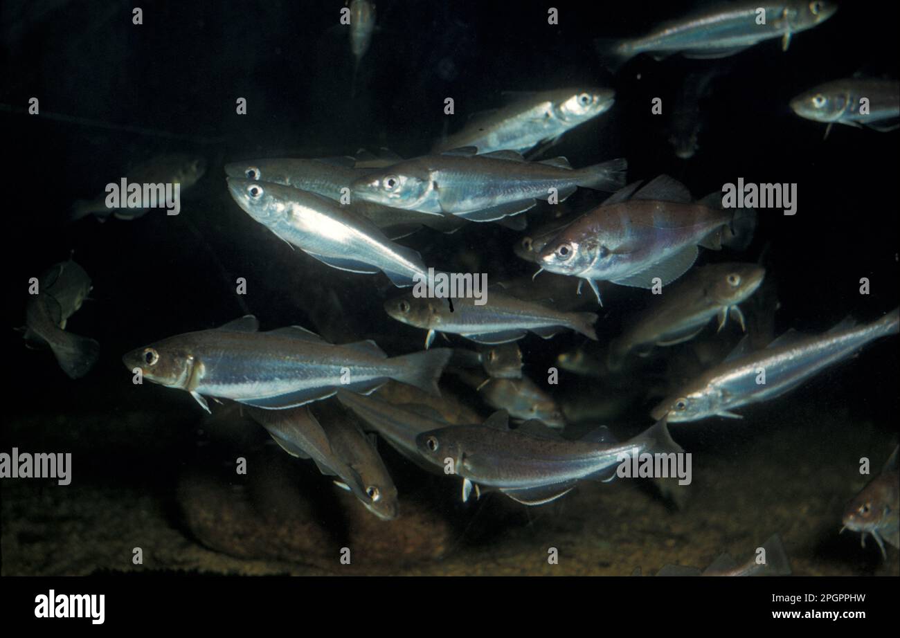 Fish, merlangius (Merlangius merlangus) A shoal with a few pout (Trisopterus luscus) Stock Photo
