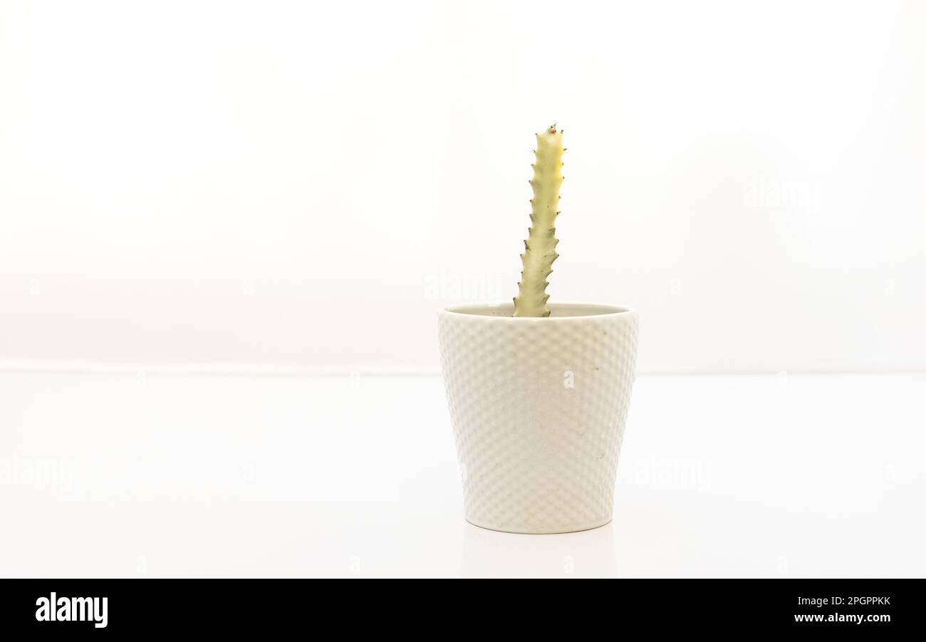Euphorbia Lactea White Ghost Cactus Stock Photo