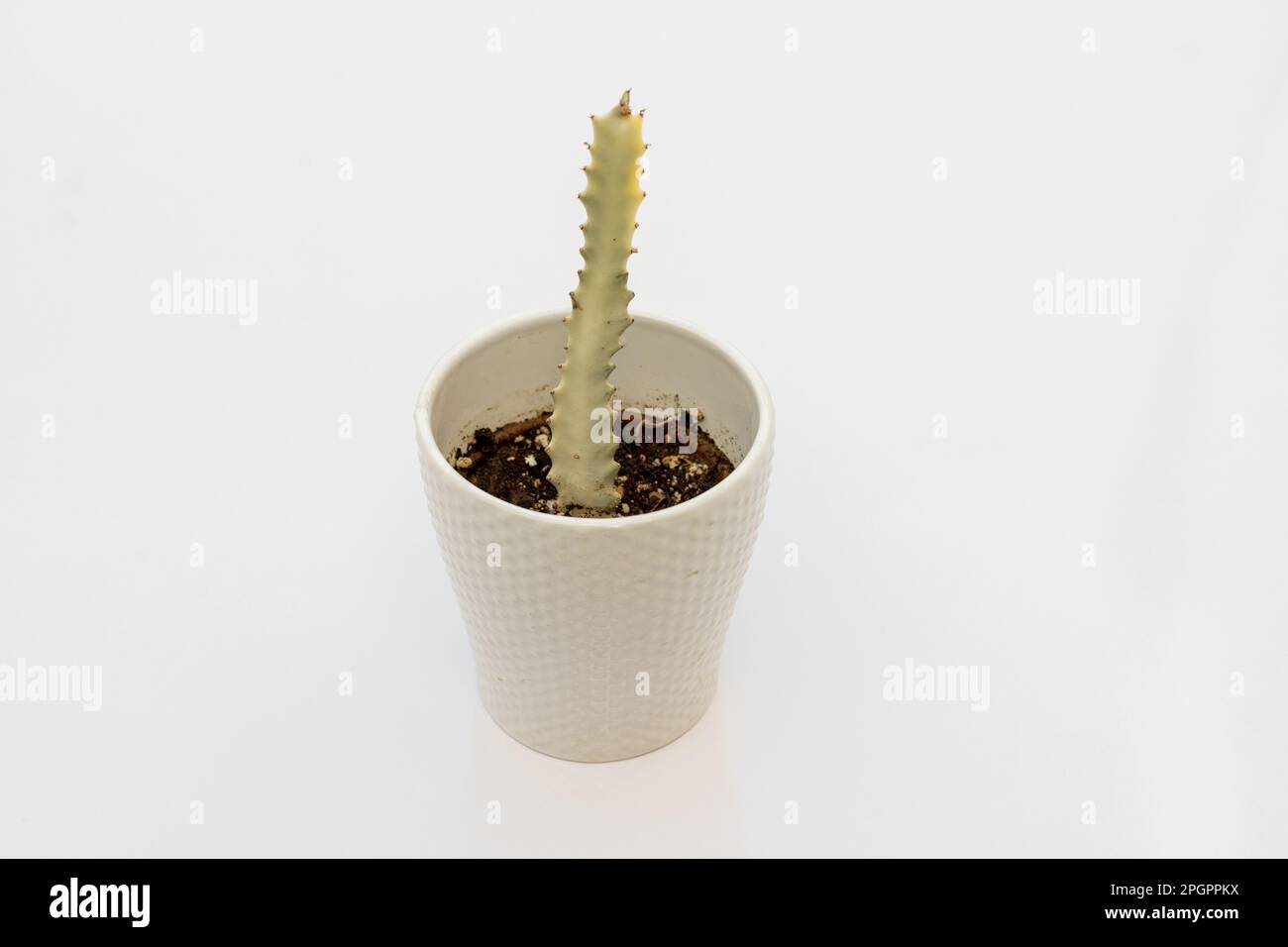 Euphorbia lactea cactus in a decorative pot isolated on white background Stock Photo