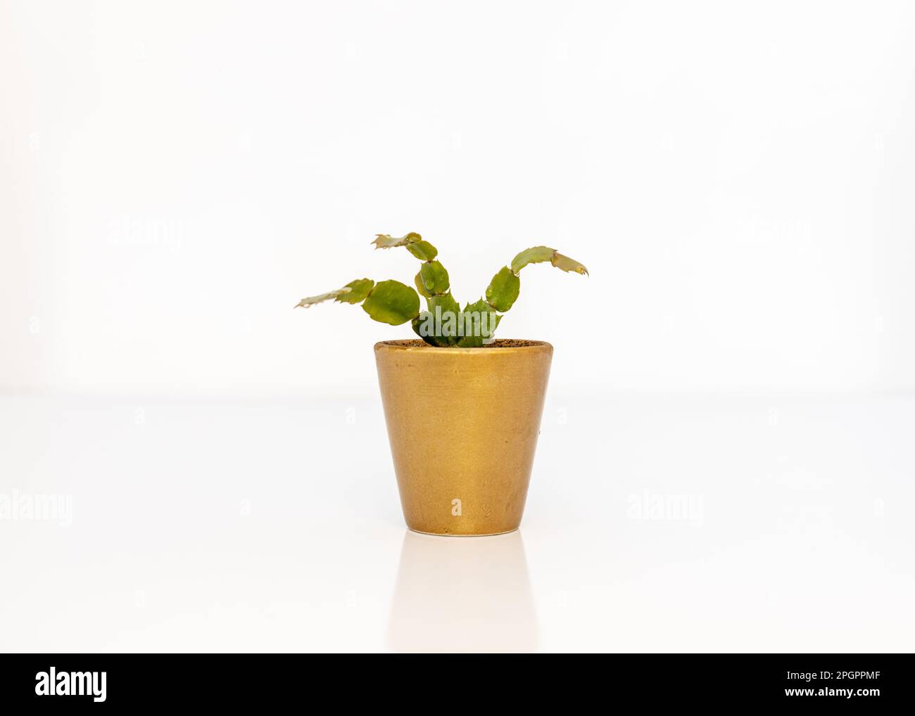 Christmas cactus plant Schlumbergera cactus in a beautiful golden pot Stock Photo