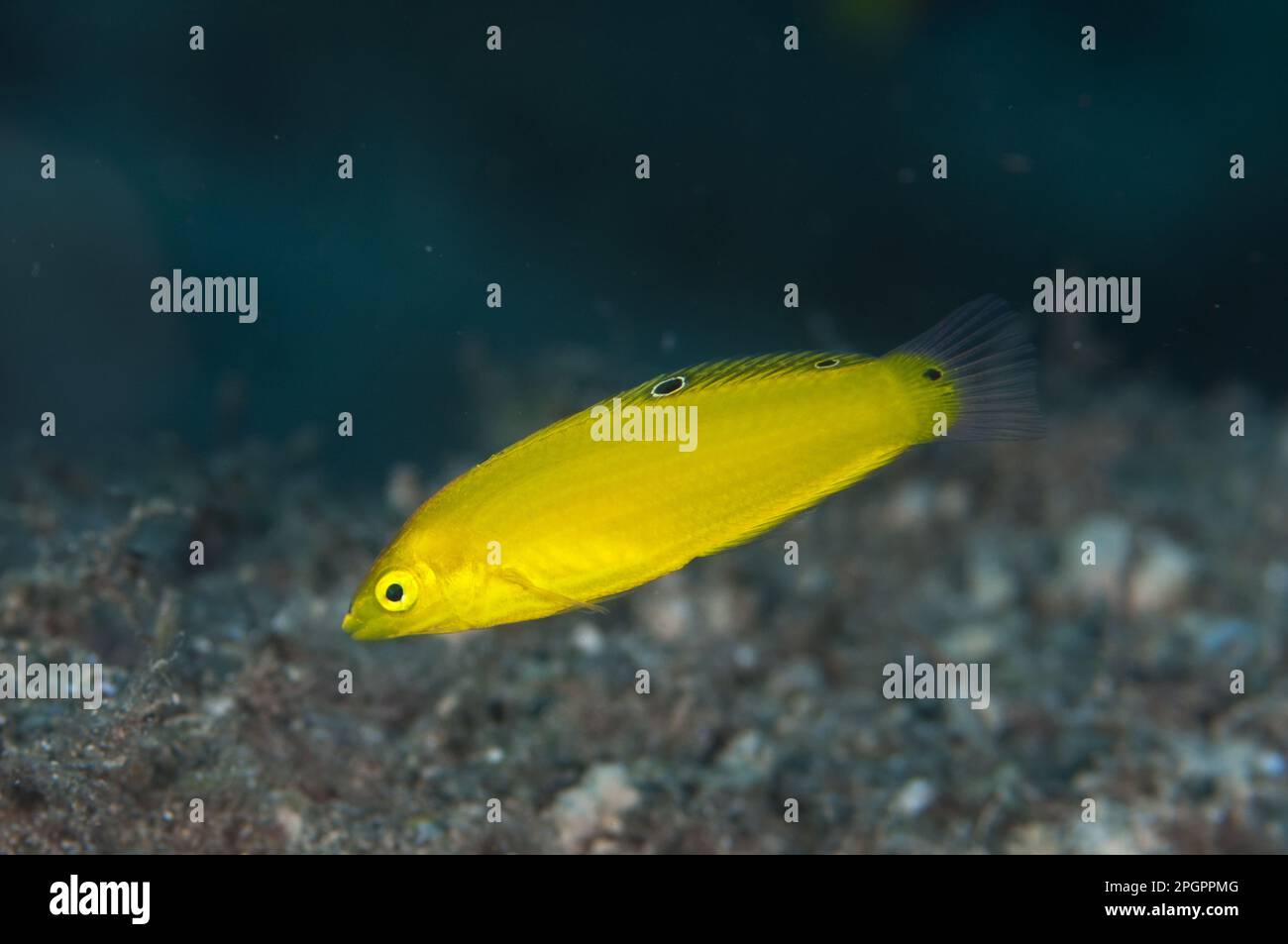 Canary Wrasse, Canary Wrasse, Other animals, Fish, Animals, Wrasse, Canary Wrasse (Halichoeres chrysus) adult, swimming, 'Blue Water Muck' dive site Stock Photo