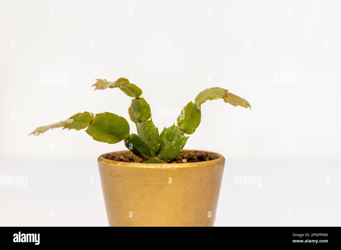 Schlumbergera Christmas cactus on white background closeup view Stock Photo