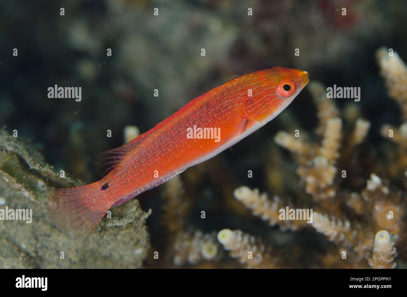 Pyle's Fairy-wrasse, Pyle's Fairy-wrasse, Other animals, Fish, Animals, Wrasses, Pyle's Fairy-wrasse (Cirrhilabrus pylei) adult female, swimming, Aer Stock Photo