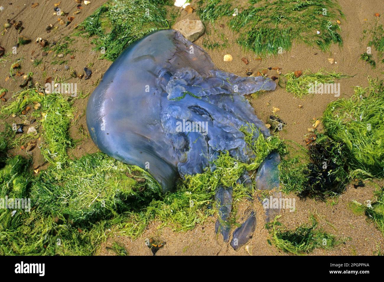 Cauliflower jellyfish, barrel jellyfish (Rhizostoma octopus), Jellyfish