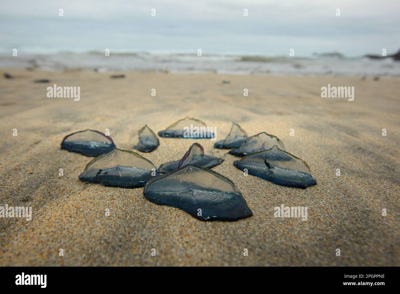 Velella (Velella velella), Sailor jellyfish, Jellyfish, Other animals