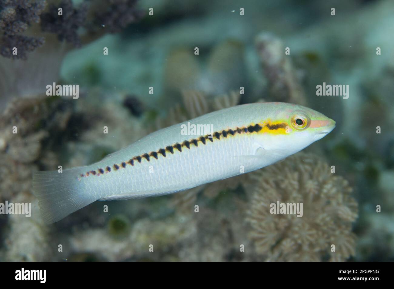 Zigzag Wrasse (Halichoeres scapularis) adult, West Waigeo, Raja Ampat Islands (Four Kings), West Papua, New Guinea, Indonesia Stock Photo