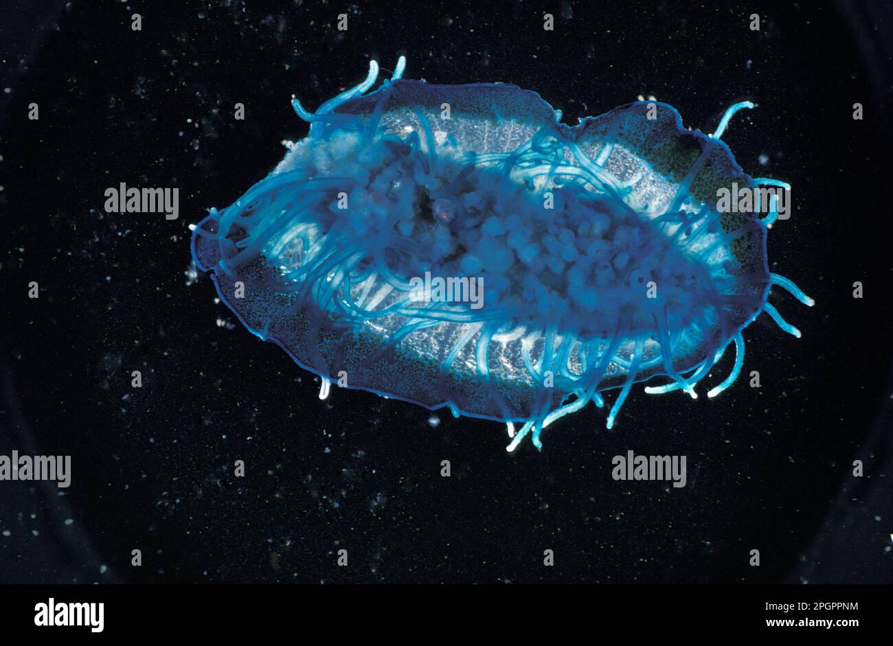 Velella (Velella velella), Sail Jellyfish, Jellyfish, Other Animals