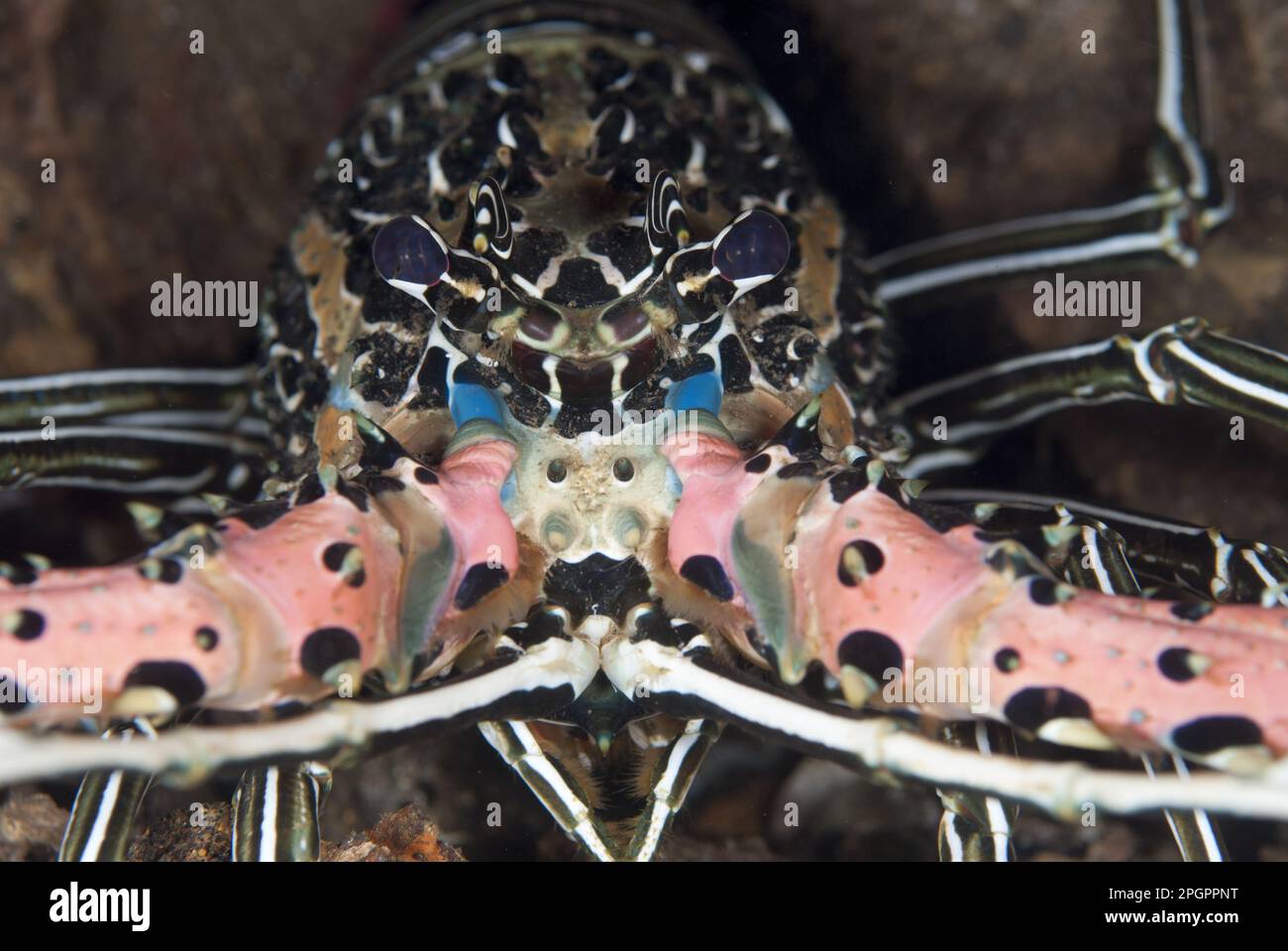 Painted Spiny Lobster (Panulirus versicolor), Maluku Islands, Sea, Indonesia, Painted Spiny Lobster, Other animals, Crustaceans, Animals, Painted Stock Photo