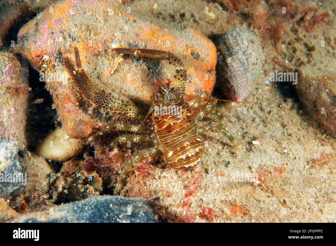 Montagu's Plated Lobster (Galathea squamifera) adult, on seabed, Swanage Pier, Dorset, England, United Kingdom Stock Photo
