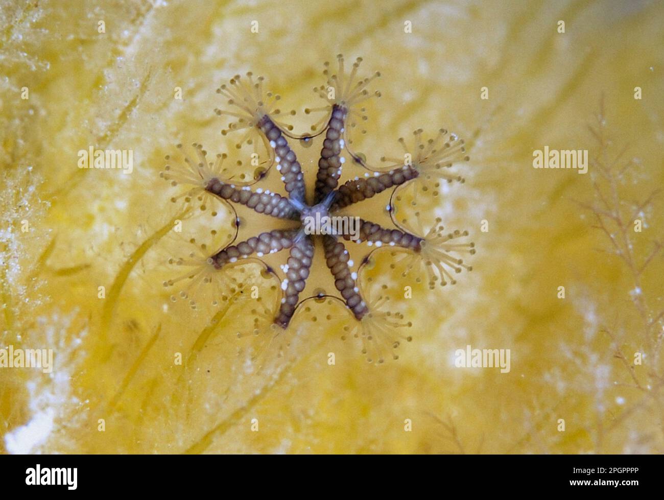 Stalked Jellyfish (Haliclystus auricula) adult, Kimmeridge Bay, Isle of Purbeck, Dorset, England, United Kingdom Stock Photo