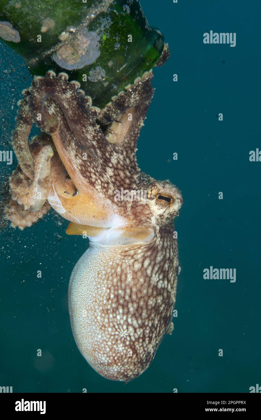 Coconut octopus (Amphioctopus marginatus) (Octopus marginatus), coconut octopus, Other animals, Cephalopods, Animals, Molluscs, Veined Octopus Stock Photo
