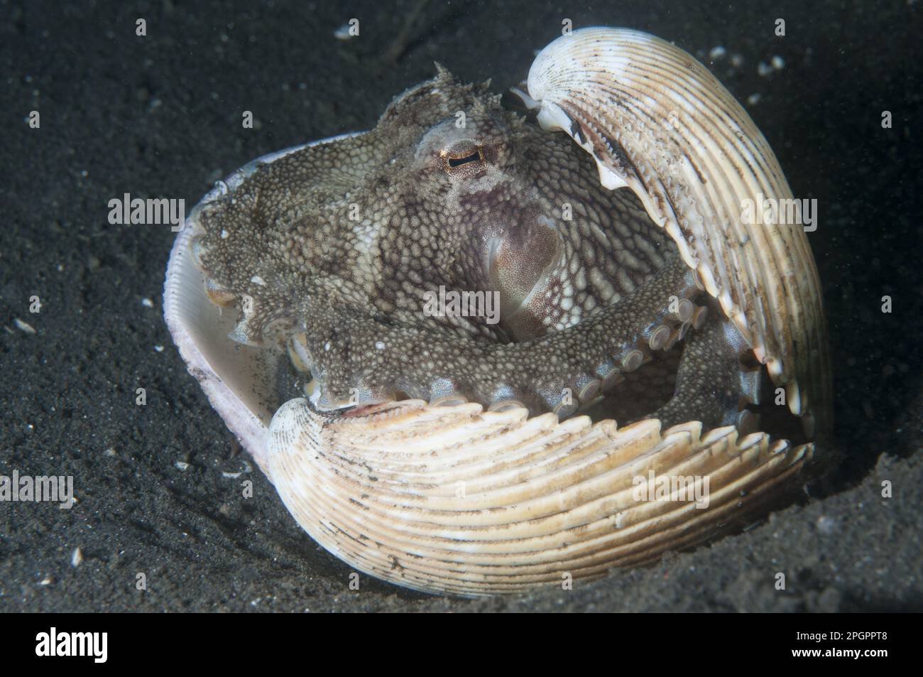 Coconut octopus (Amphioctopus marginatus) (Octopus marginatus), coconut octopus, Other animals, Cephalopods, Animals, Molluscs, Veined Octopus adult Stock Photo