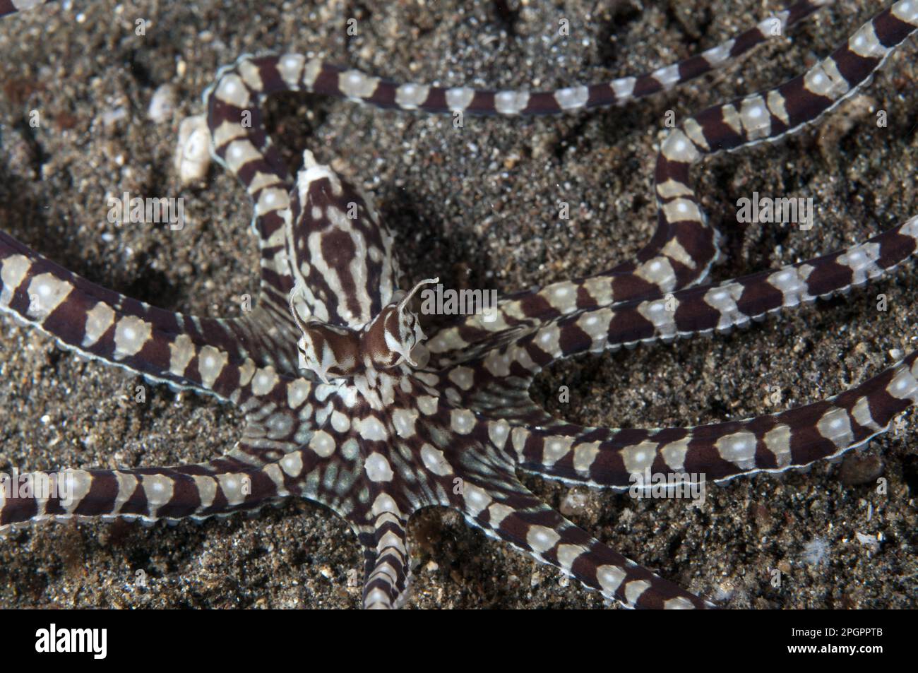 Mimico octopuses hires stock photography and images Alamy