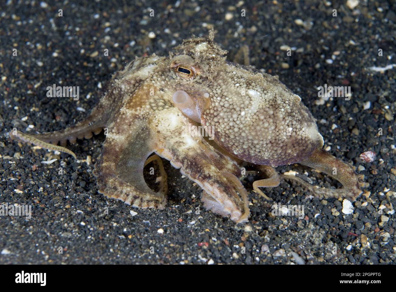 Coconut octopus (Octopus marginatus) adult, on the seabed, Lembeh Island, Sulawesi, Indonesia Stock Photo