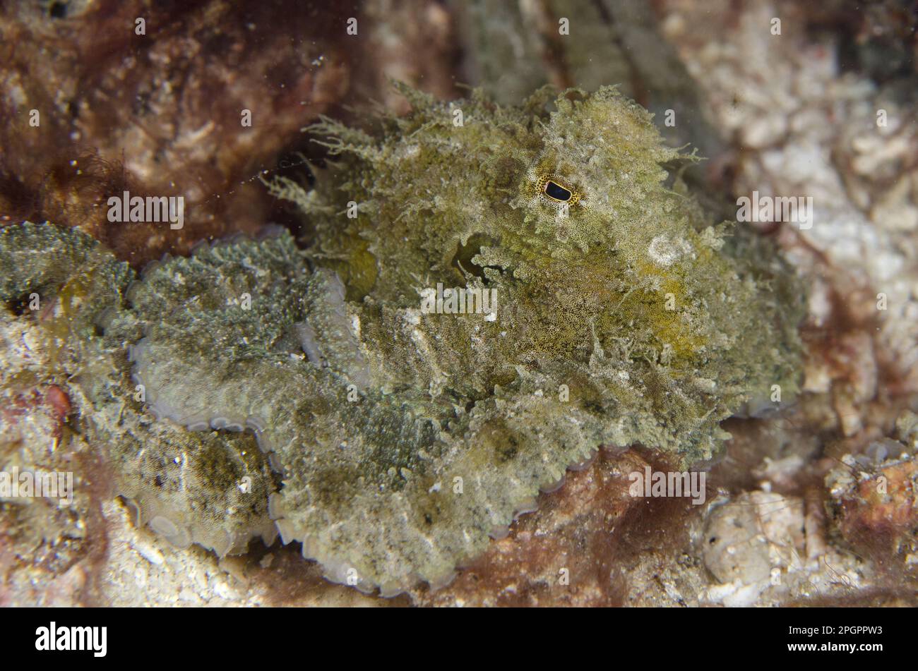 Algae Octopus (Abdopus aculeatus) adult, Rinca Island, Komodo N. P. Lesser Sunda Islands, Indonesia Stock Photo