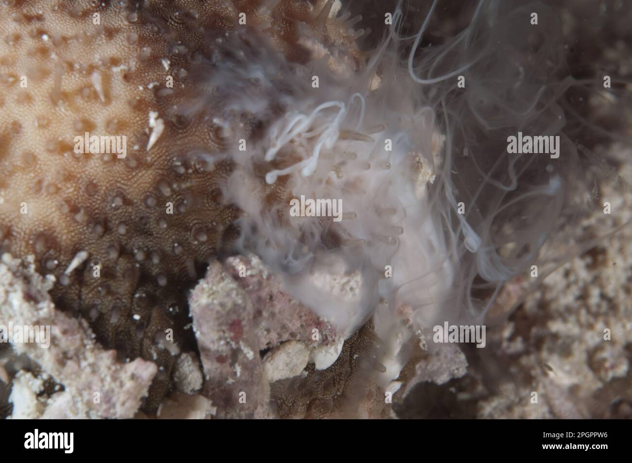 Brown sandfish (Bohadschia marmorata), Raja Ampat, Marbled Sea Cucumber, Marbled sea cucumbers (Holothuroidea), Marbled Sea Cucumbers, Other Animals Stock Photo