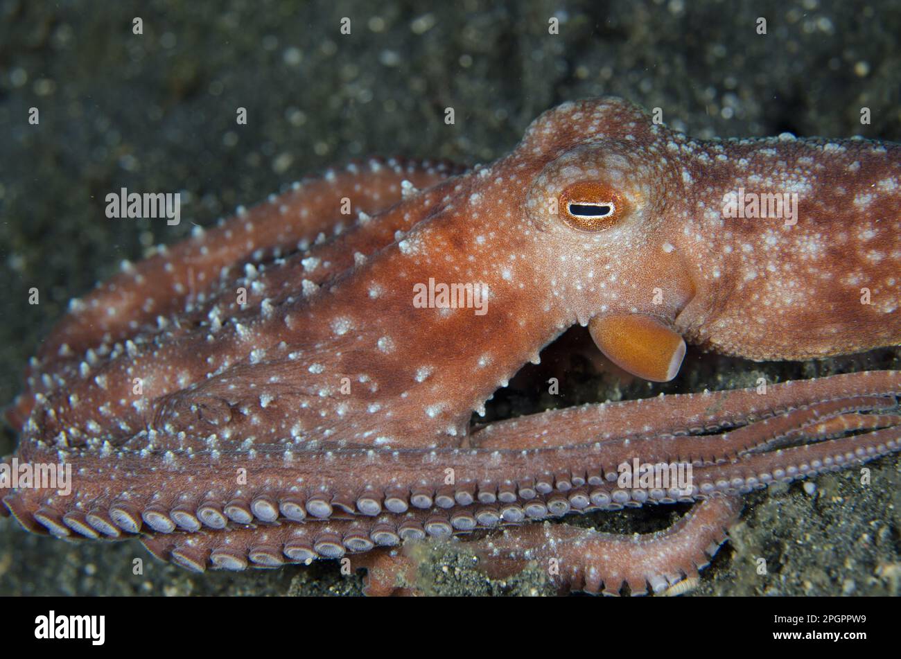 Starry night octopus (Callistoctopus luteus) adult, resting on black sand at night, Lembeh Strait, Sulawesi, Sunda Islands, Indonesia Stock Photo