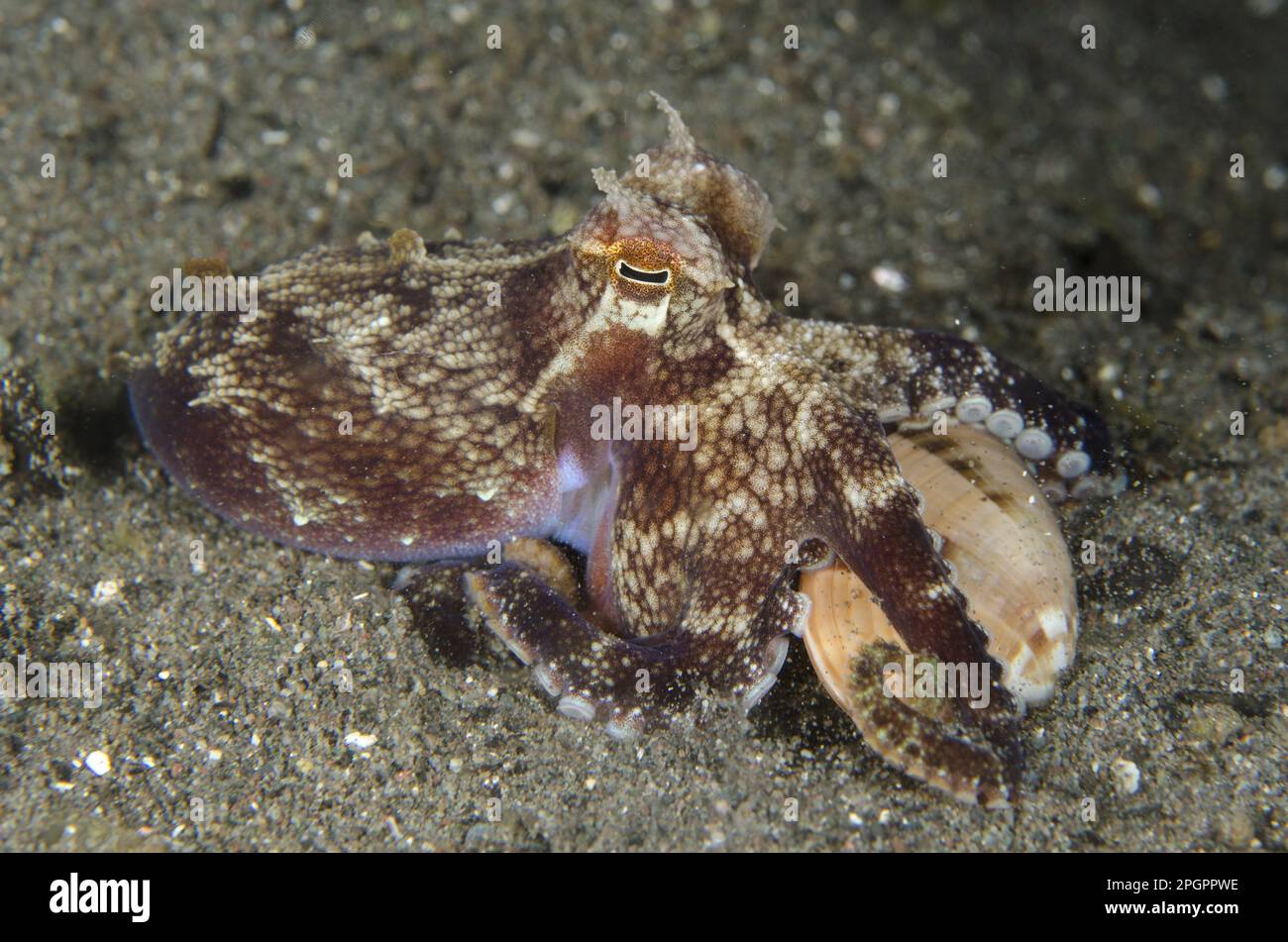 Veined Octopus (Amphioctopus marginatus) adult, with shell held in tentacles, Horseshoe Bay, Nusa Kode, Rinca Island, Komodo N. P. Lesser Sunda Stock Photo