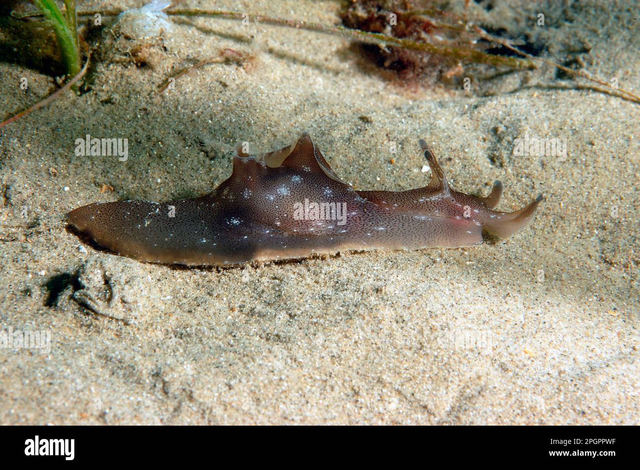Spotted sea-hare, Spotted sea-hares, Other animals, Sea snails, Snails, Animals, Molluscs, Sea-hare (Aplysia punctata) adult, on sandy seabed Stock Photo
