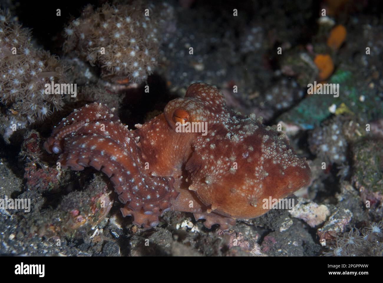 Octopus, starry night octopus (Octopus luteus), Octopus, Other animals, Cephalopods, Animals, Molluscs, Starry Night Octopus (Callistoctopus luteus) Stock Photo