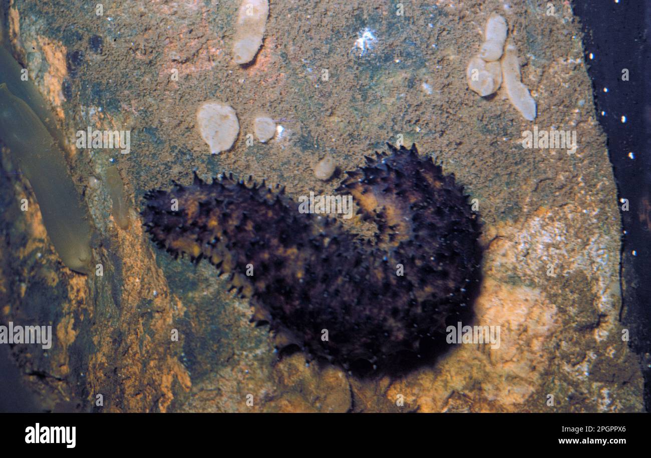 Sea cucumber cottonmouth (Holothuria forrkali) on rocks with sponges and sea squirts Stock Photo