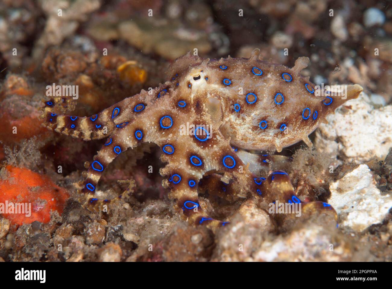 Greater Blueringed Octopus, Greater Blueringed Octopus, blueringed