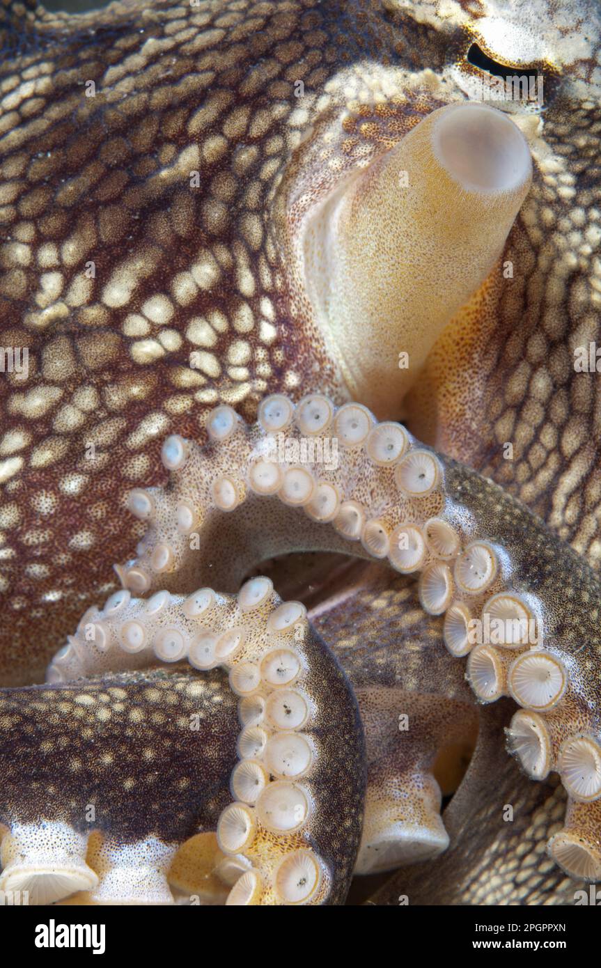 Coconut octopus (Amphioctopus marginatus) (Octopus marginatus), coconut octopus, Other animals, Cephalopods, Animals, Molluscs, Veined Octopus adult Stock Photo