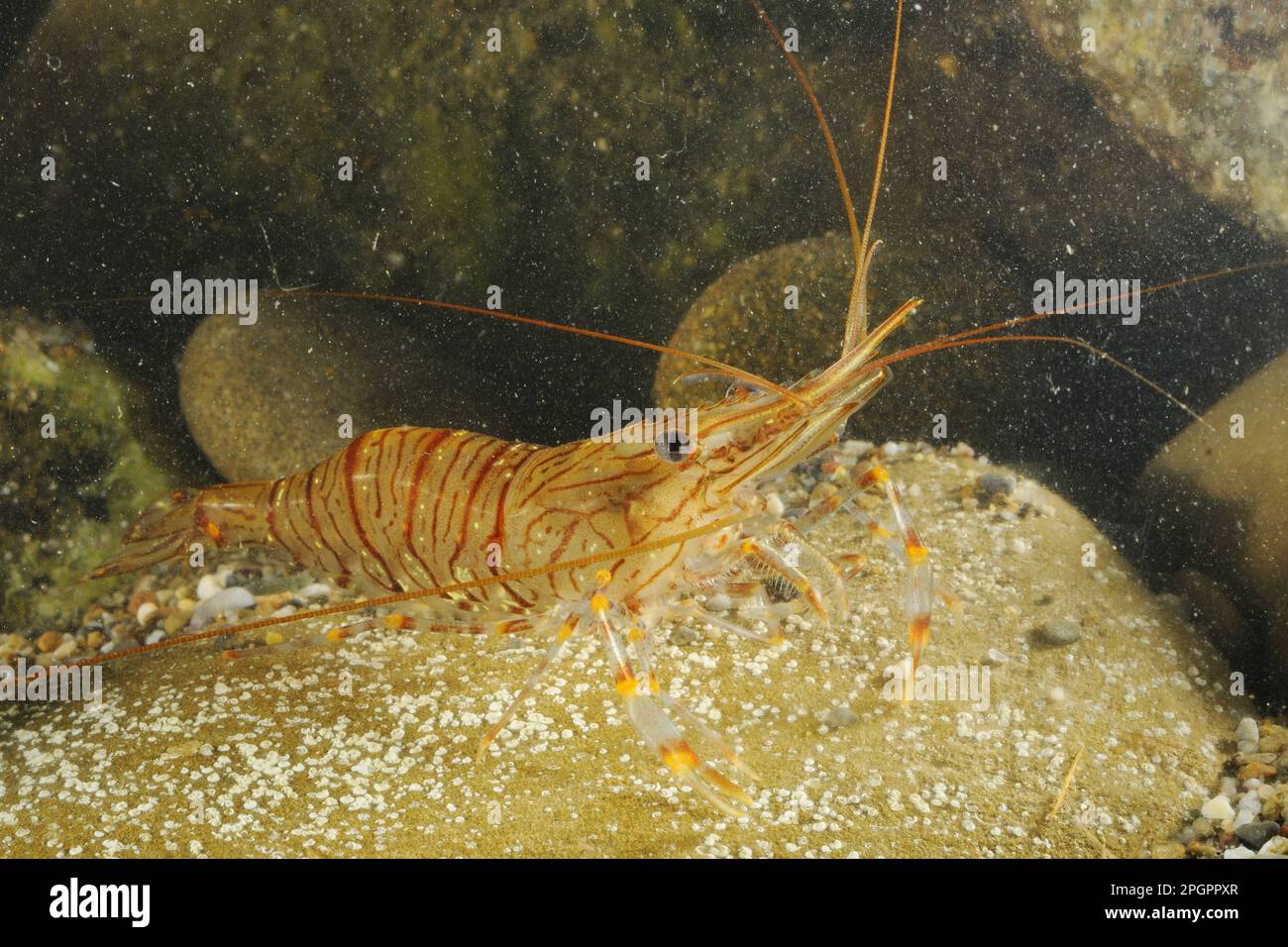 Common Prawn (Palaemon serratus) adult, on rock underwater, Italy Stock Photo
