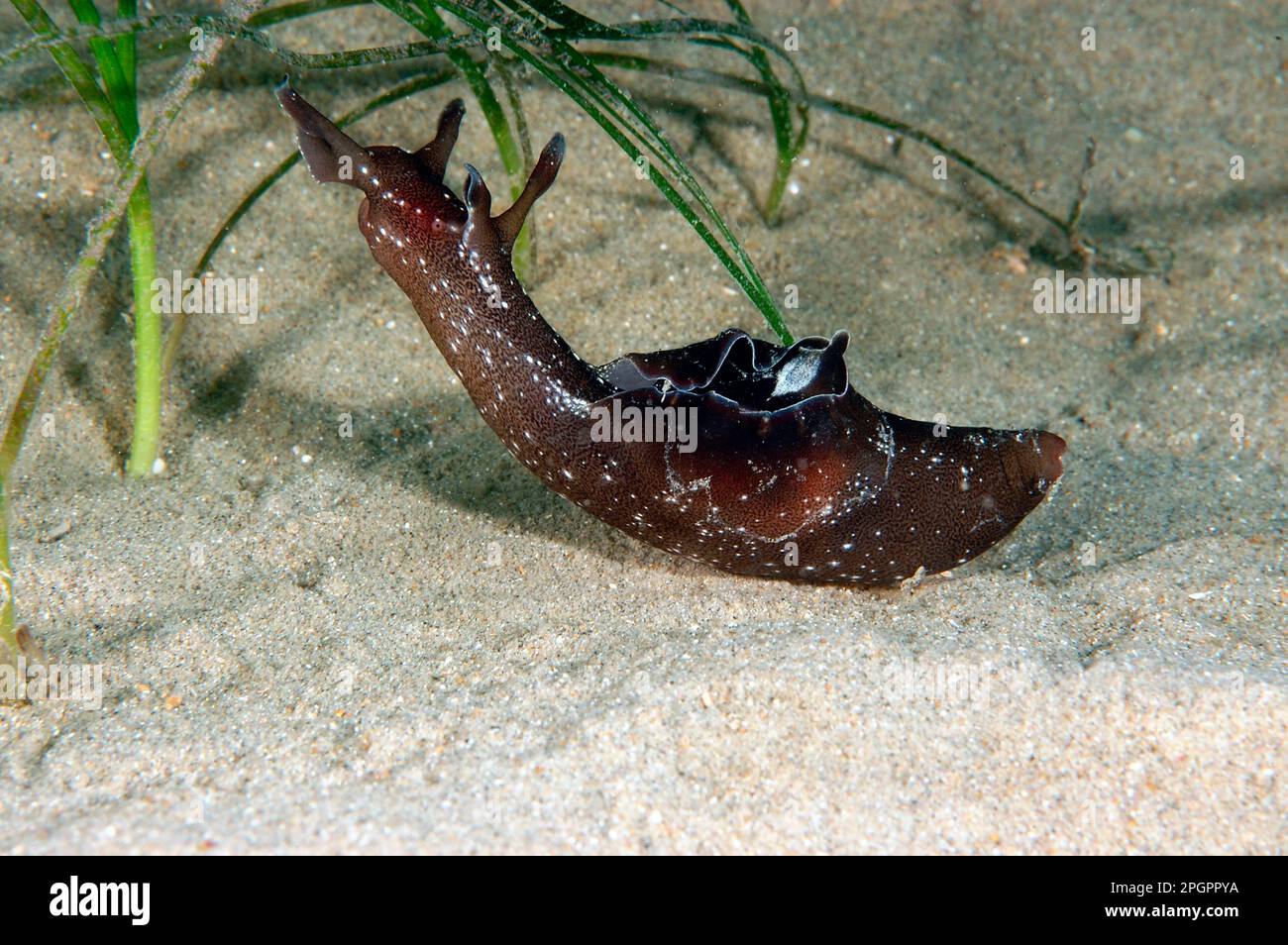 Spotted sea-hare, Spotted sea-hares, Other animals, Sea snails, Snails, Animals, Molluscs, Sea-hare (Aplysia punctata) adult, amongst eelgrass on Stock Photo