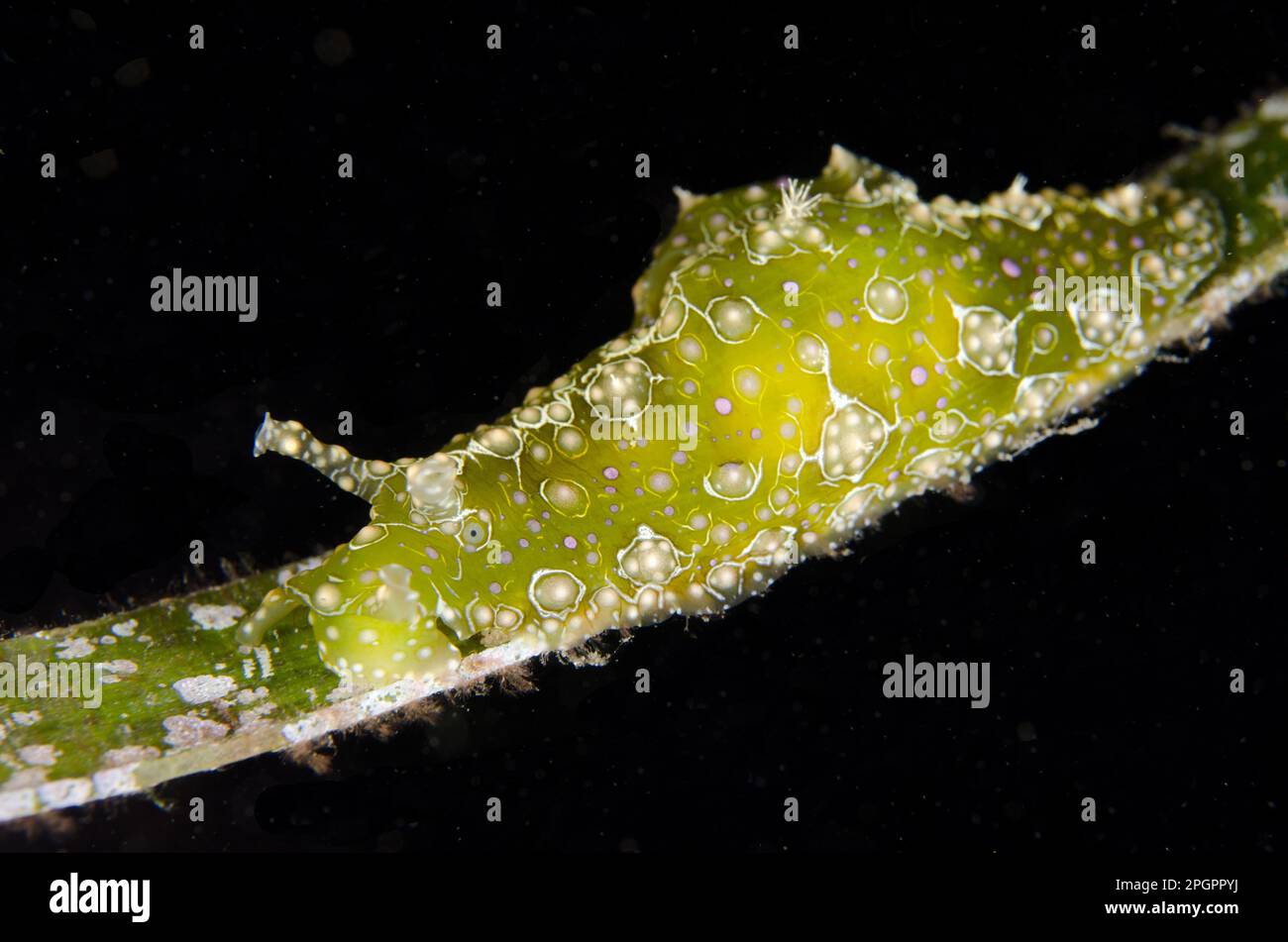 Sea hare, Sea hares, Other animals, Sea snails, Snails, Animals, Molluscs, Ramose Sea-hare (Petalifera ramosa) adult, resting on seagrass at night Stock Photo