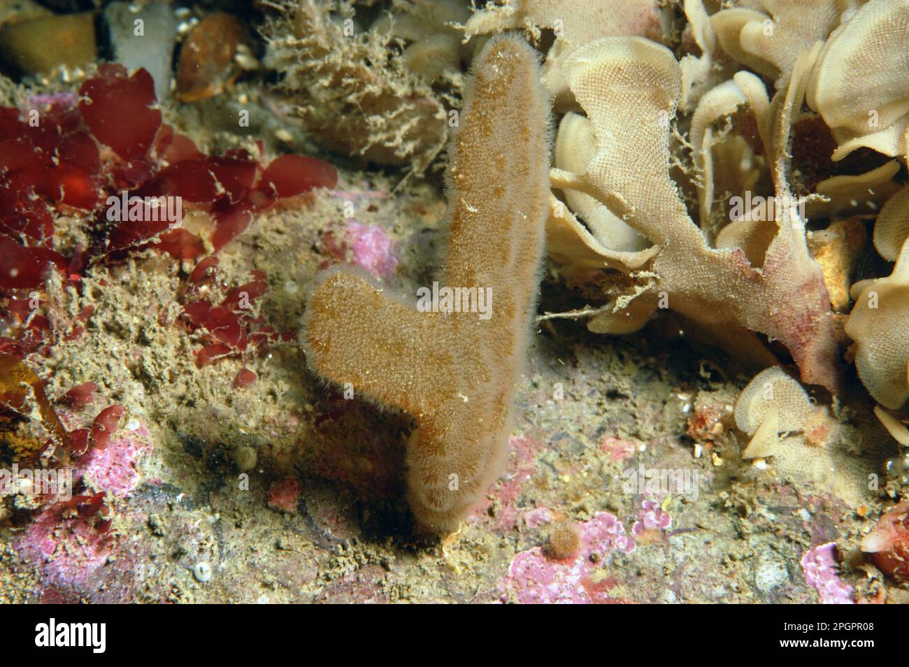 Finger Bryozoan (Alcyonidium diaphanum) 'Sea-chervil' colony, Swanage Bay, Dorset, England, United Kingdom Stock Photo